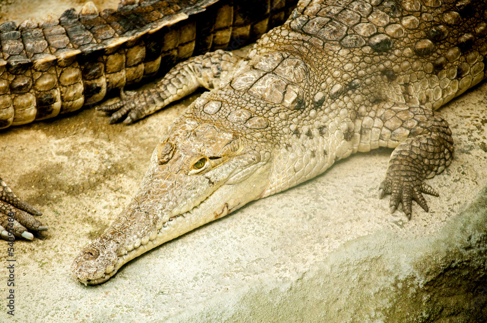 Obraz premium Alligator