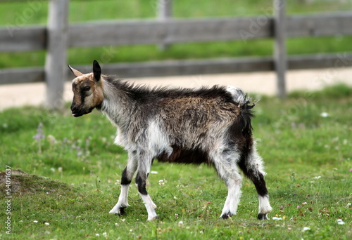 young goat at the farm