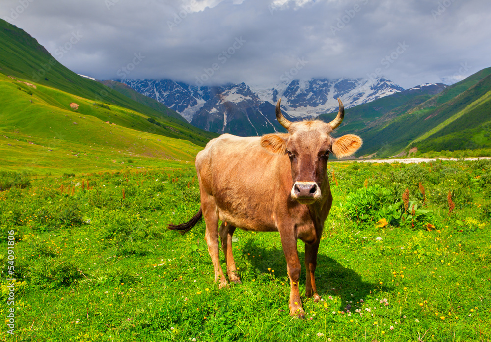 Cattle on a mountain pasture. Summer sunny day Cattle on a mountain pasture. Summer sunny day