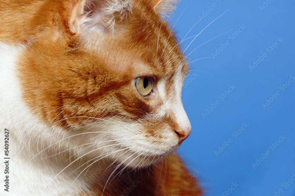 portrait ginger cat.