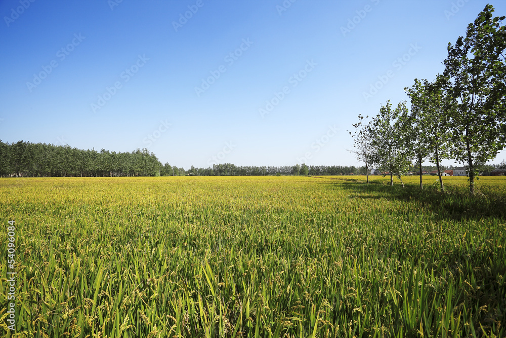 The farmland to harvest golden rice reap of the woods edge