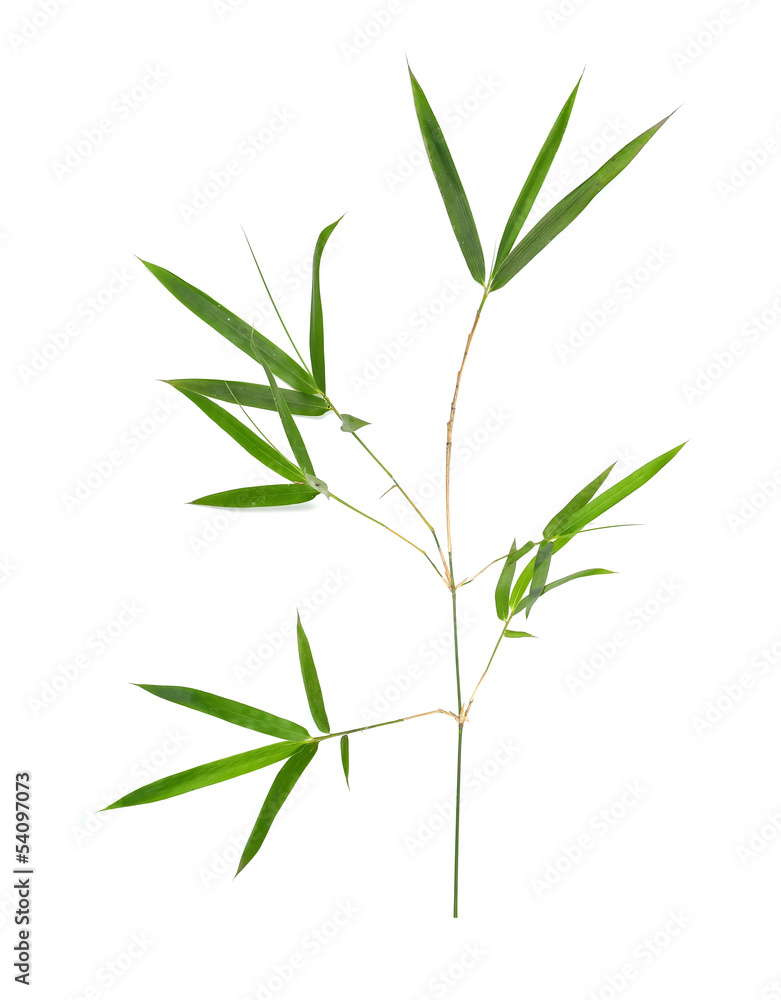 Bamboo leaves isolated on white background Bamboo leaves isolated on white background