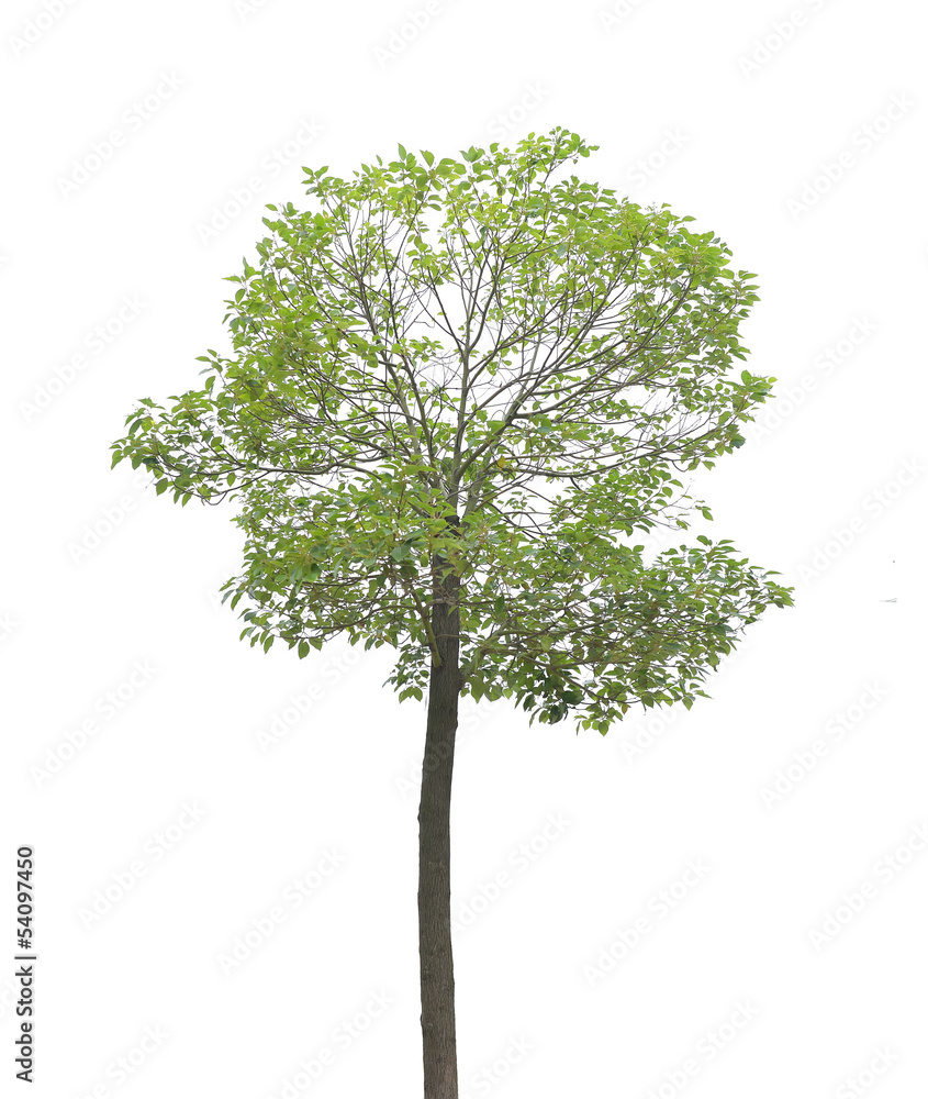 Obraz premium plant tree
