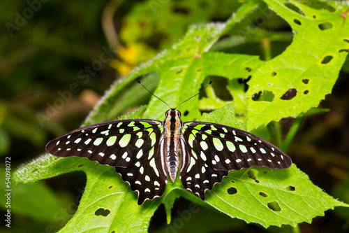 Tailed Jay butterfly
