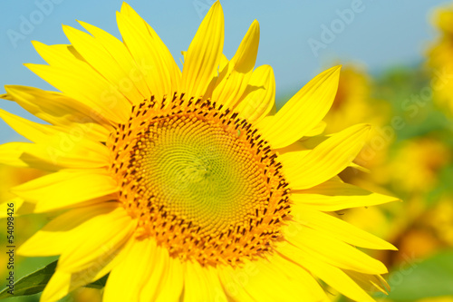 Beautiful sunflower in the field, close up © Africa Studio