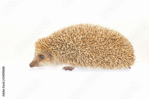 The hedgehog