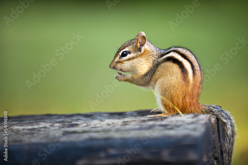 Wild chipmunk eating nut photo