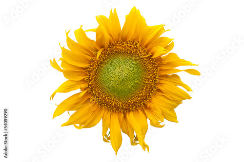 sunflower on white background. © naiauss