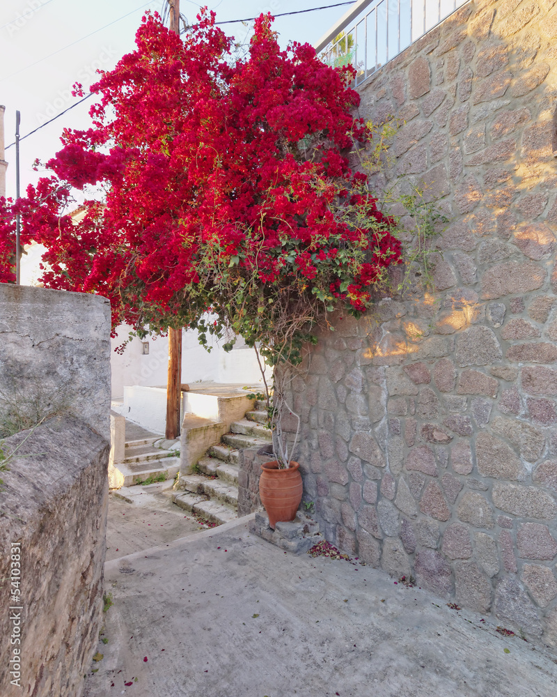 red bougainvillea in mediterranean village street