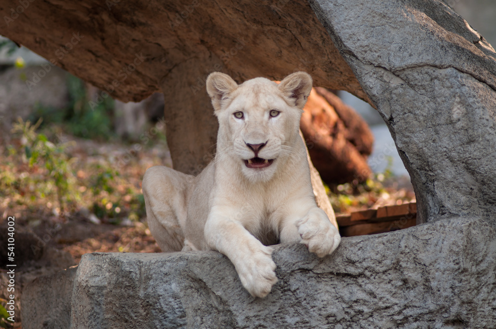 Fototapeta premium White Lion (Panthera leo) portrait