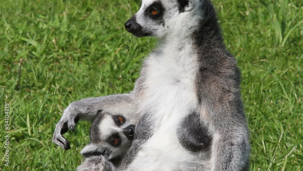 Young Ring-tailed lemur drinking milk from its mother Young Ring-tailed lemur drinking milk from its mother