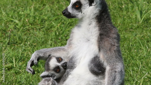 Young Ring-tailed lemur drinking milk from its mother