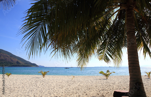Fototapeta Naklejka Na Ścianę i Meble -  Beautiful palm on the beach. Andaman sea, Lipe island, Thailand