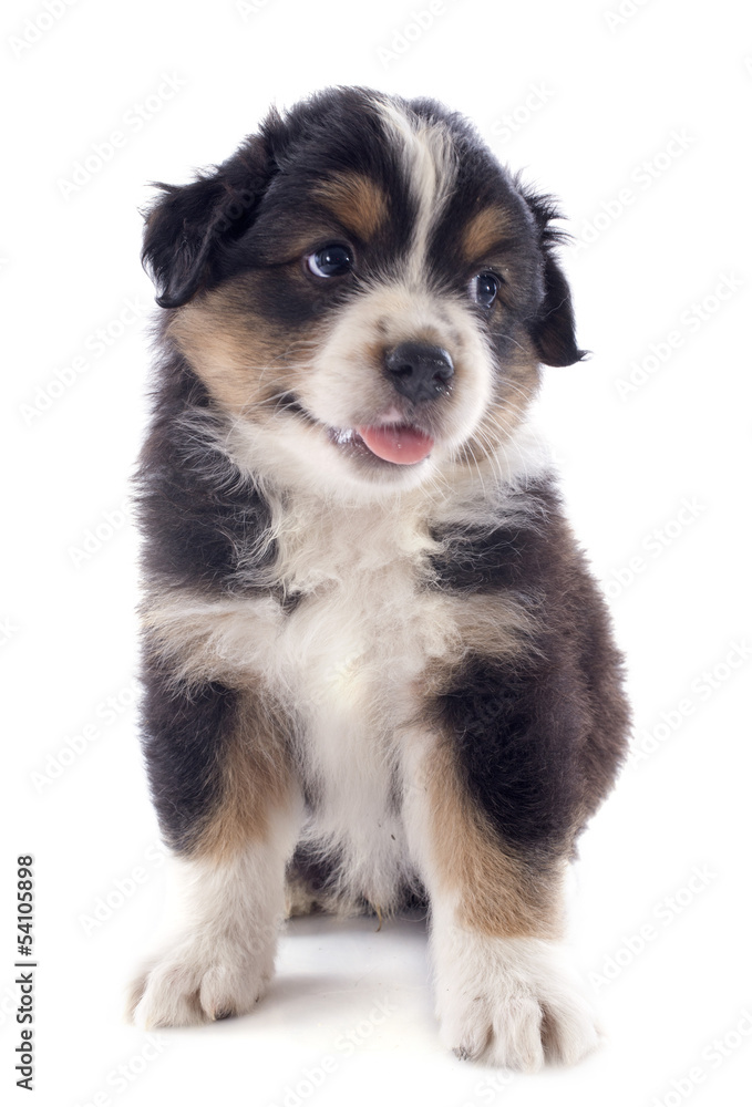 puppy australian shepherd puppy australian shepherd