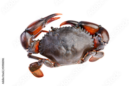 crab  in isolated on white background