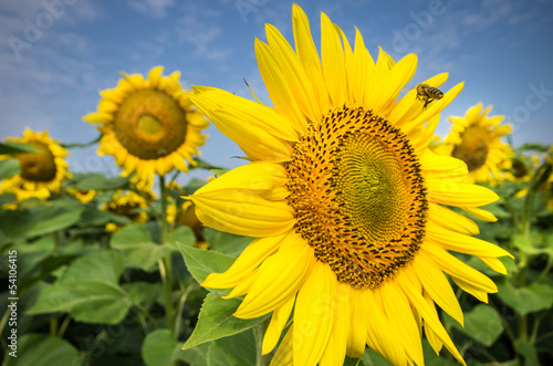 sunflower with bee