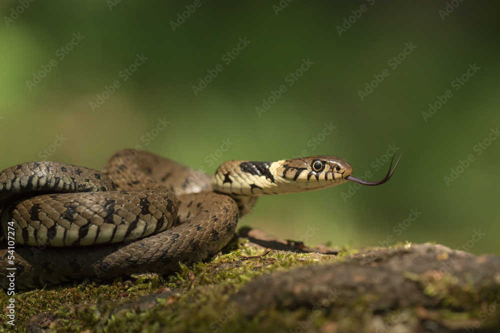 Fototapeta premium Grass Snake
