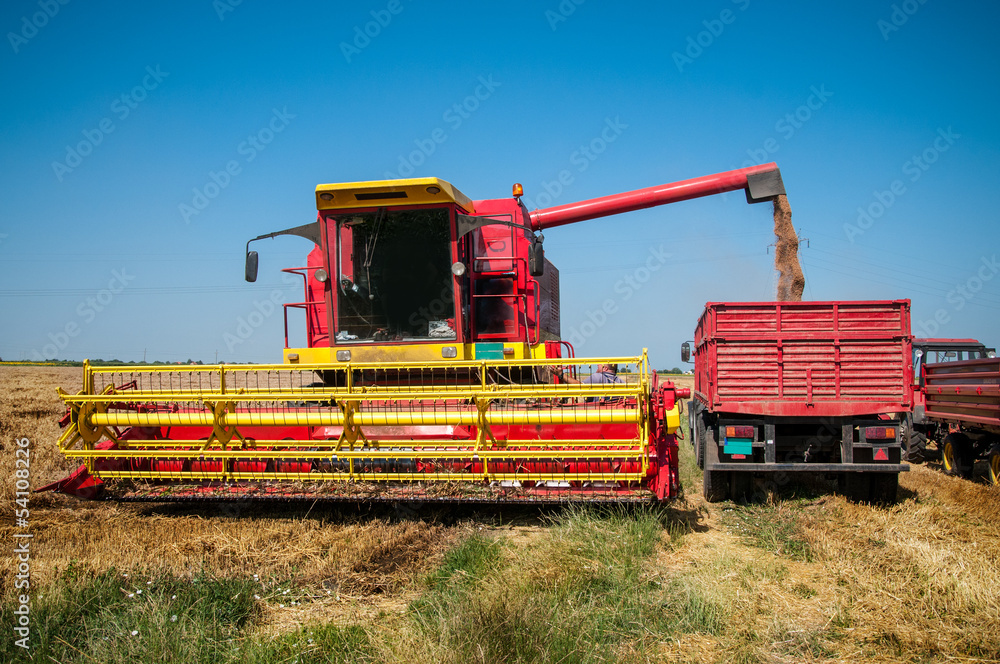 Fototapeta premium Combine harvesting wheat