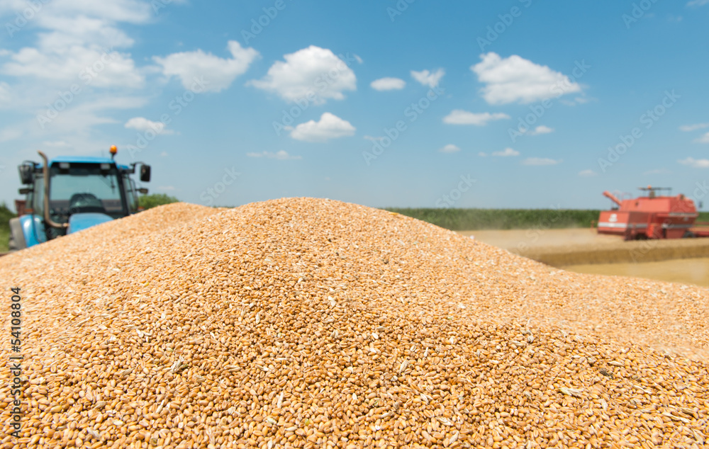 Obraz premium heap grain wheat