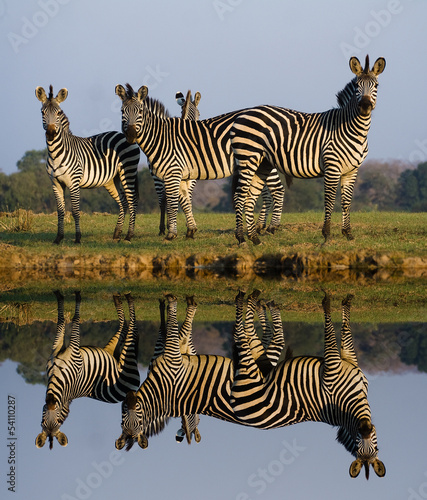 Zebra Reflection