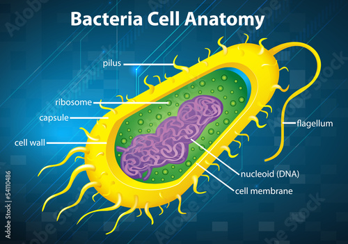 Bacteria cell structure