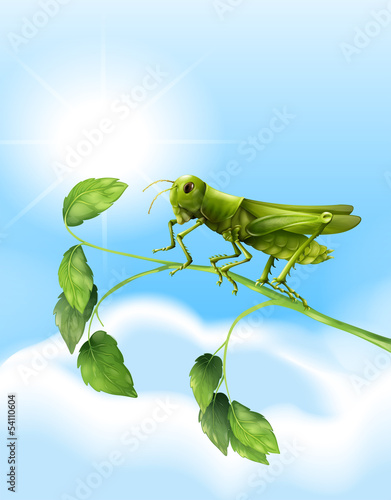 Grasshopper