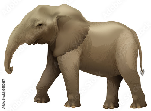 African elephant