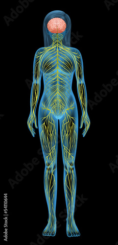 Human nervous system