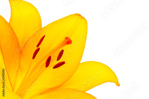 Fototapeta Naklejka Na Ścianę i Meble -  yellow lilly macro on white  background