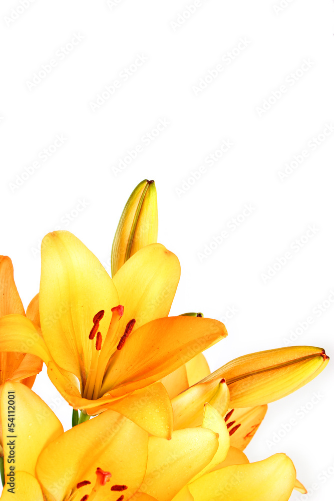 yellow lilly macro on white background yellow lilly macro on white background