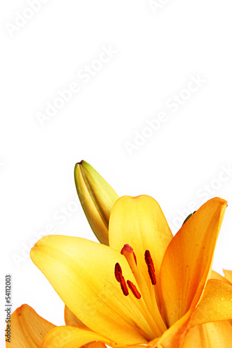yellow lilly macro on white  background