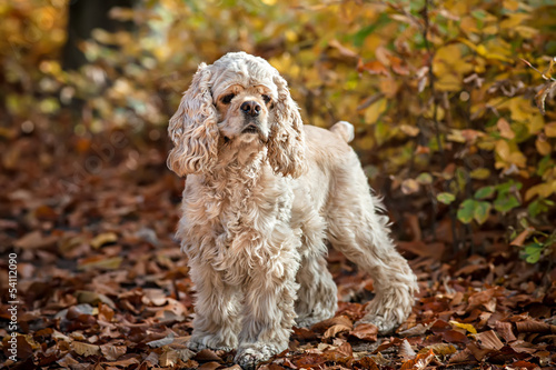 American cocker spaniel in autumn forest