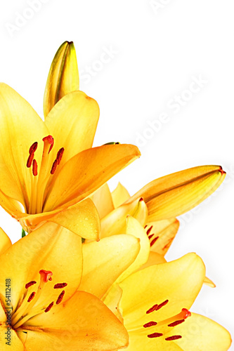 yellow lilly macro on white background