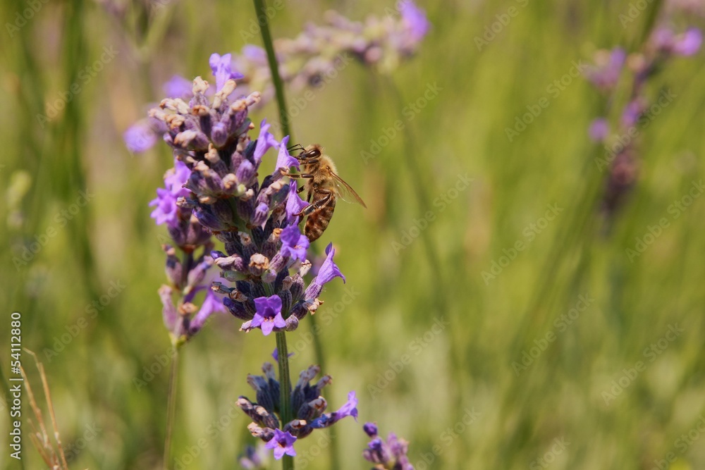 Purple lavender with bee Purple lavender with bee