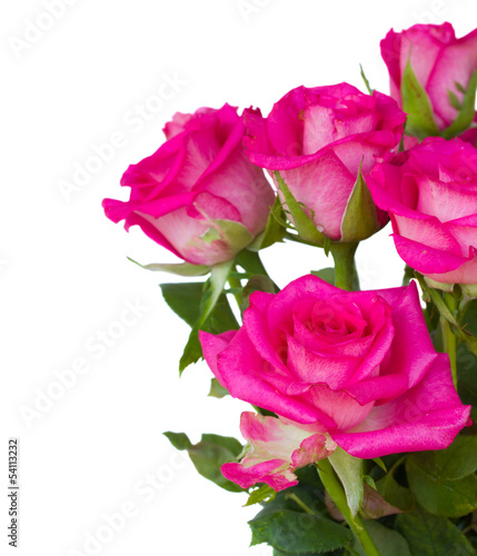 pink  roses close up