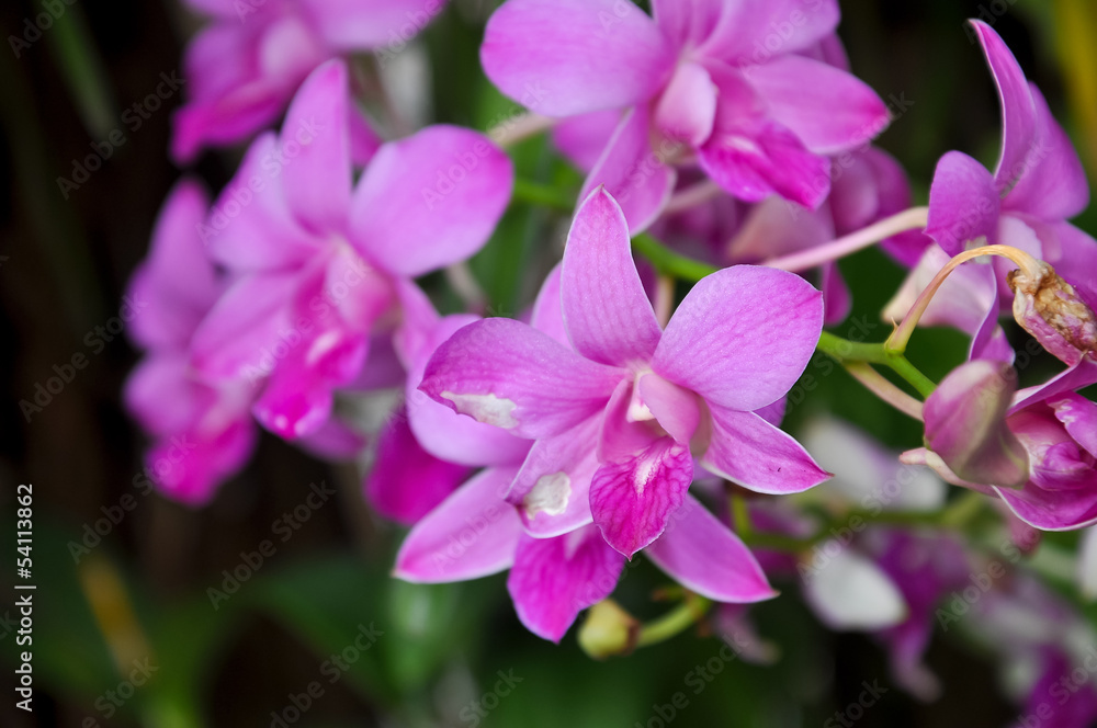 Dendrobium Orchids Dendrobium Orchids