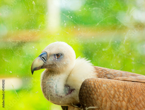 Griffon Vulture photo