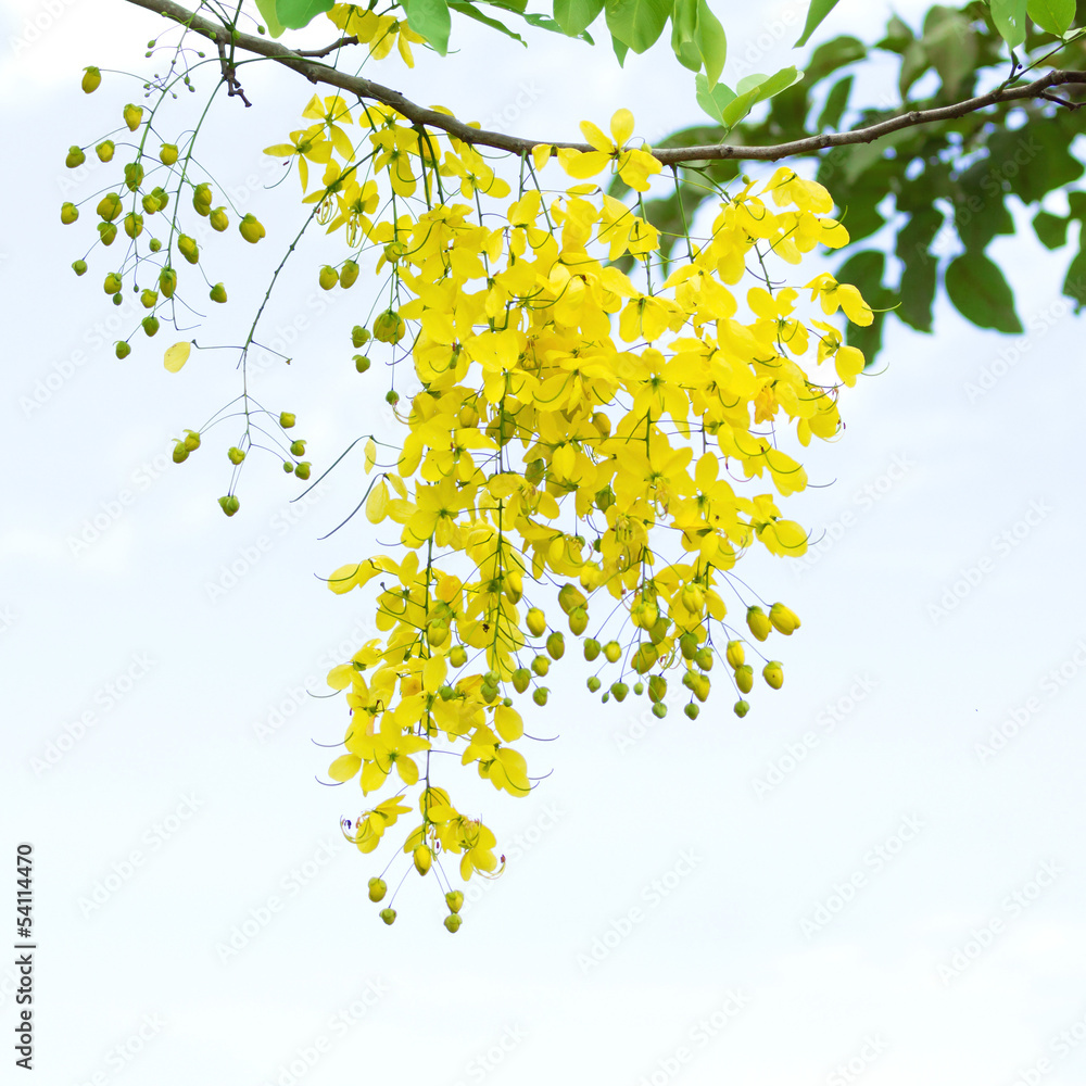 Obraz premium Flowers