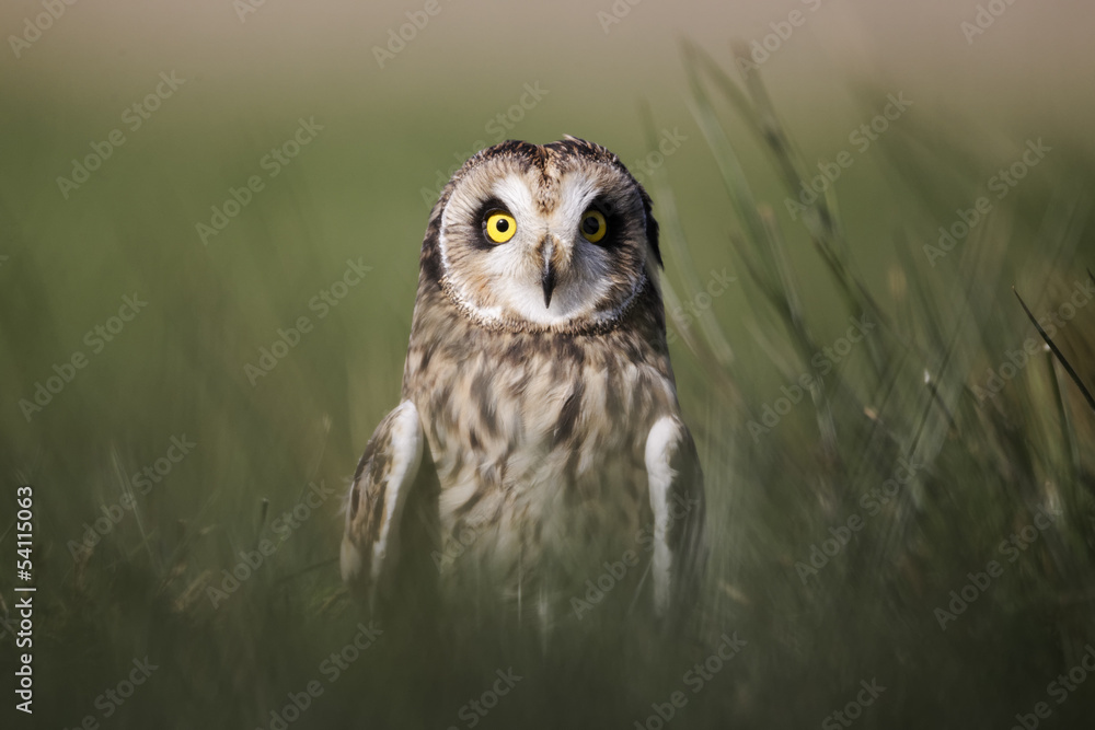 Obraz premium Short-eared owl, Asio flammeus