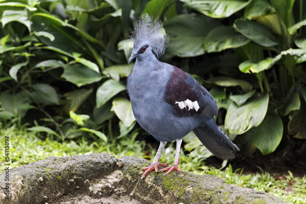 Fototapeta premium Southern crowned-pigeon, Goura scheepmakeri