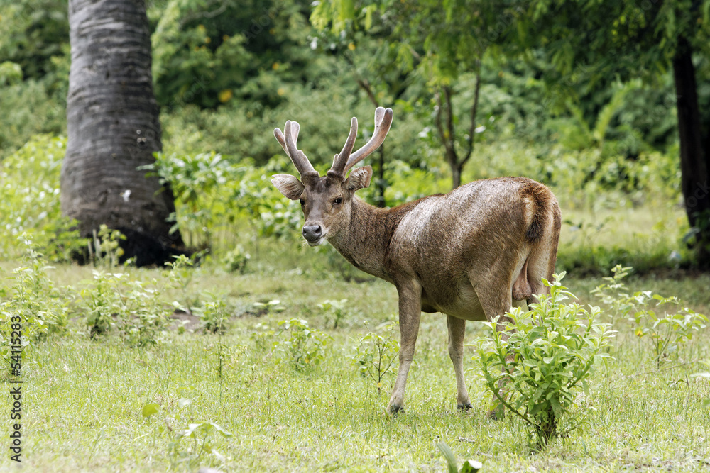 Fototapeta premium Timor or Rusa deer, Cervus timorensis