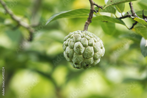 Srikaya fruit, Annona squamosa photo