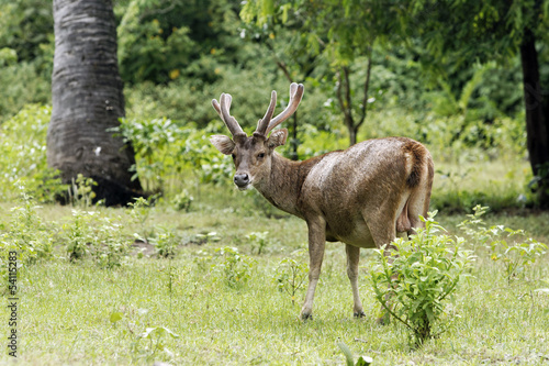Timor or Rusa deer  Cervus timorensis