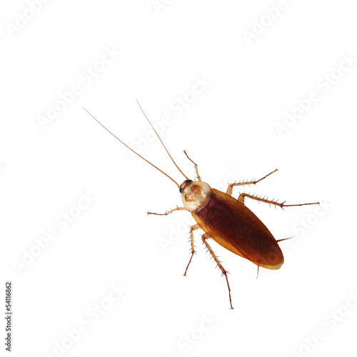 Brown cockroach isolated over white background