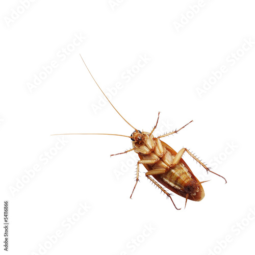 Brown cockroach isolated over white background © mrkob