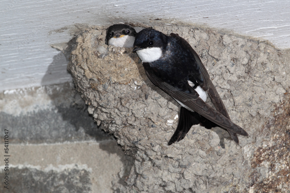 Fototapeta premium House Martin, Delichon urbica