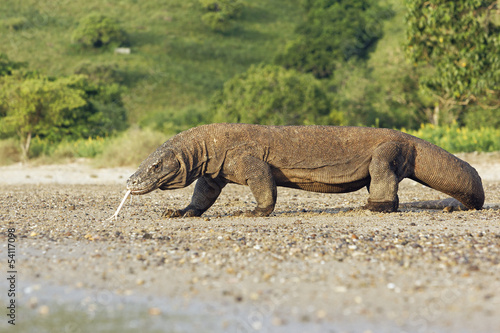 Komodo dragon  Varanus komodoensis