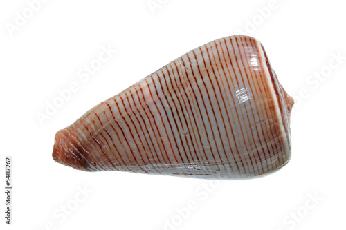 Shell of Conus figulinus isolated on white