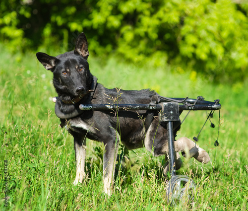 Slika na platnu Dog in a wheelchair