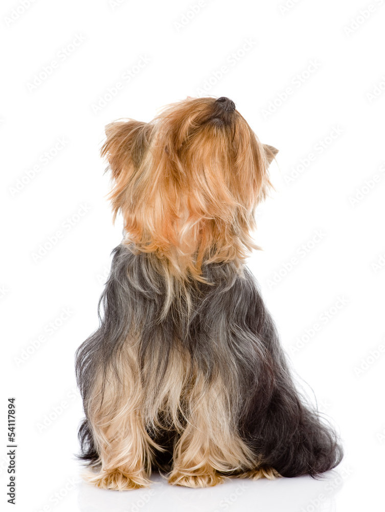 Yorkshire Terrier looking up. isolated on white background Yorkshire Terrier looking up. isolated on white background
